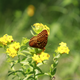 A butterfly at Tolleston Dunes, Indiana Dunes National Lakeshore